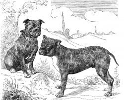 bull dog illustration
