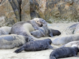 bull elephant seal mates with a female