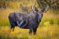 Bull moose grazes near campground montana