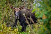 Bull moose near georgetown lake montana