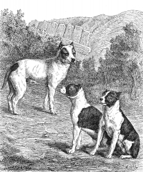 bull terriers illustration