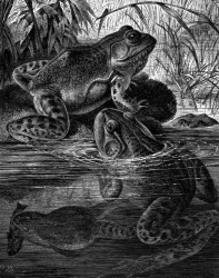 bullfrogs in water bw animal illustration