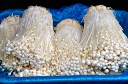 Bunches Of Enoki Mushrooms Photo Image