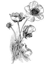 Buttercups Black and White Illustrated Clipart