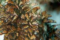 butterflies cluster in the limbs of Eucalyptus trees Pismo Beach California