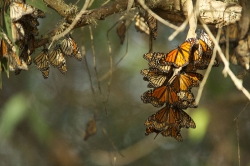 butterflies hanging from limbs of Eucalyptus trees