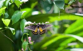 Butterfly Malaysia 9871