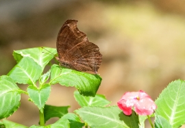 Butterfly Malaysia 9889