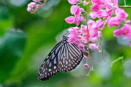 Butterfly with Pink Flowers Photo Malaysia 0041