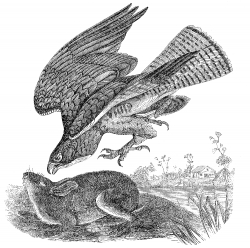 buzzard attacking animal bird illustration
