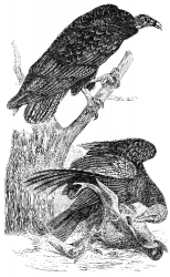 buzzard vulture bird illustration