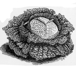 Cabbage Illustration