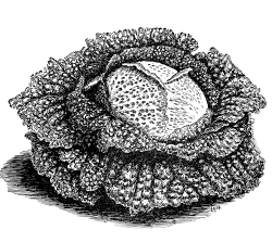 Cabbage Illustration