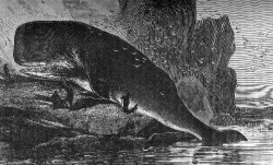 cachalot, sperm whale illustration
