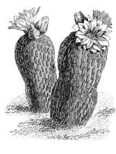 Cactus Black and White Illustrated Clipart