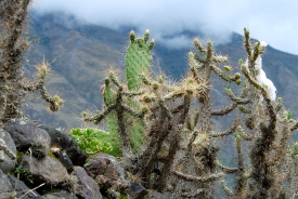 Cactus growing along the Inca ruins Peru