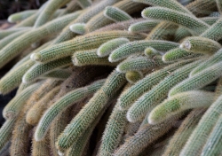 Cactus plant closeup