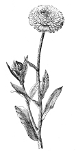 Calendula Black and White Illustrated Clipart
