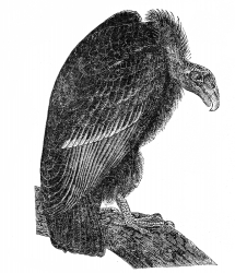 california vulture bird illustration