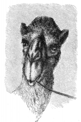 camel headillustration