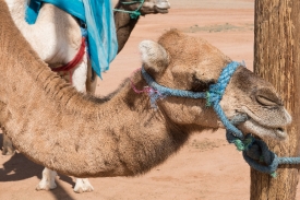 Camel tied to Pole Morocco 7649