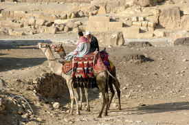 Camels in front of Great Pyramids photo
