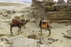 Camels in front of Great Pyramids photo 3798