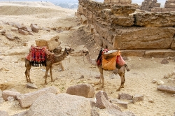 Camels in front of Great Pyramids photo 3798