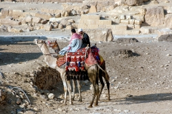 Camels in front of Great Pyramids photo 5338A