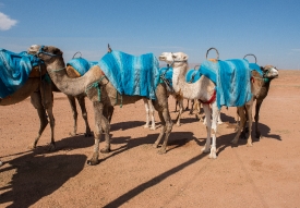 Camels in the desert Morocco Photo Image 643E