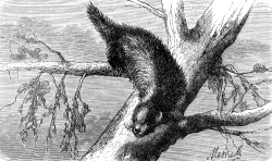 canadian porcupine illustration