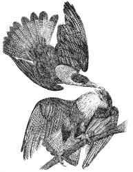 caracara eagle bird illustration