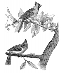 cardinal grosbeak engraved bird illustration