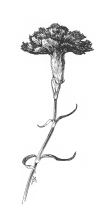 Carnation Black and White Illustrated Clipart