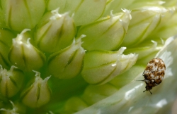 carpet beetle on onion flower photo 4215b