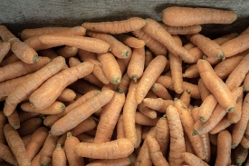 carrots for sale at vegetable farm