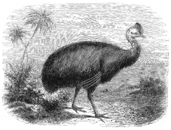 cassowary bird illustration