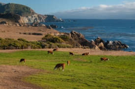 cattle along the coast of california