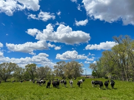 Cattle graze in a small pasture near in Idaho