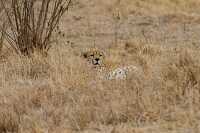 cheetah hiding in grassland kenya africa photo 026
