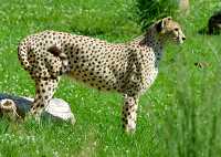 cheetah in grass 162A