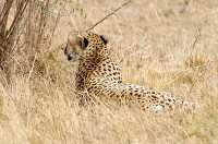 cheetah laying in dry grass kenya africa 38