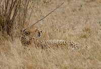 cheetah laying in dry grass kenya africa 41