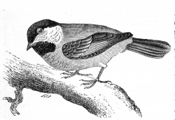 chickadee engraved bird illustration