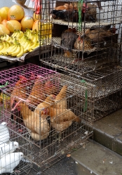 Chickens In Stacked Metal Cages At Market Photo Image