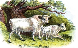 Chilingham Cattle With Calf Color Illustration