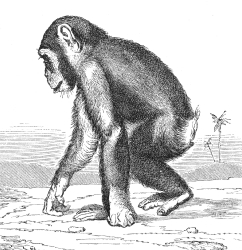 chimpanzee illustration