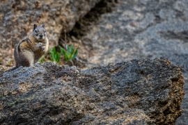 Chipmunk rests on a rocky area in montana