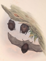 Chocolate Bat bat color illustration