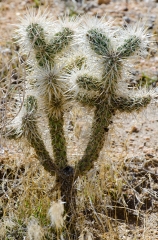 Cholla Cactus Garden desert joshua tree national park 3083